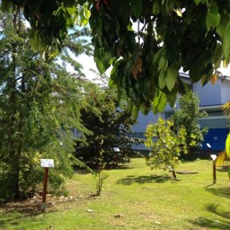 Verger du Lycée Archipel Guadeloupe - Le Gosier