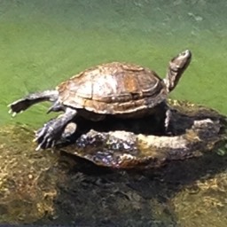 Tortue prenant un bain de soleil