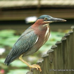 kio ou héron vert (crédit Parc National de la Guadeloupe)