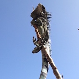 iguane perché, Jardin des Saveurs, Le Gosier