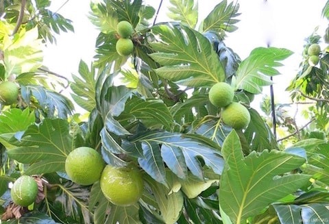 arbre à pain