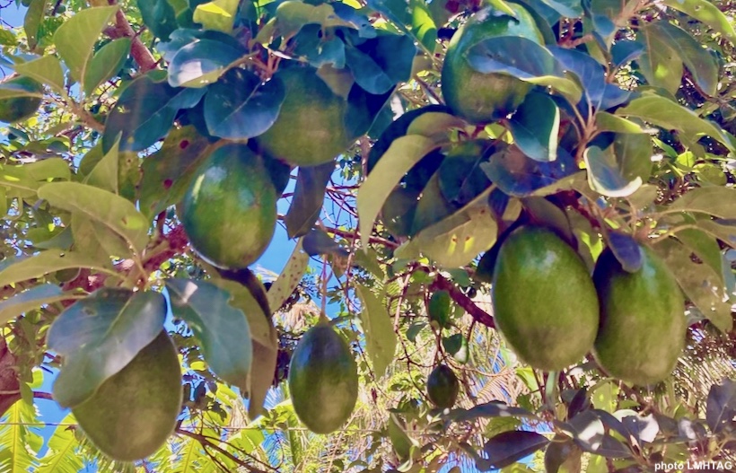 avocats dans l'arbre