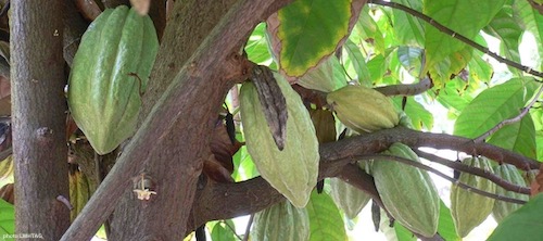 cabosse de cacao sur l'arbre