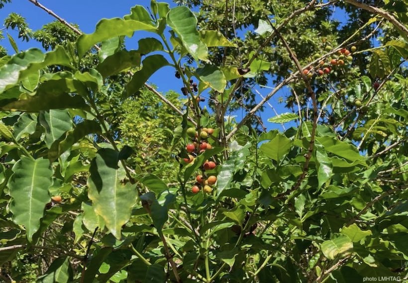 plans de caféier avec cerises