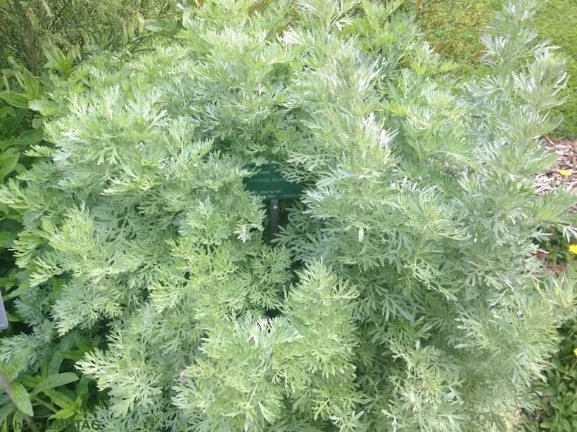 photo d'absinthe (plante)