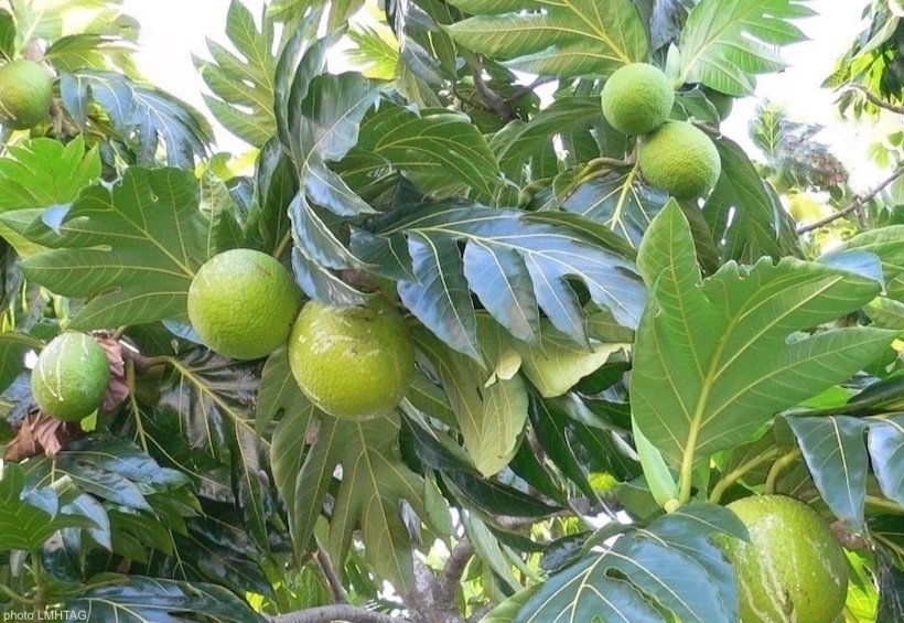 fruits a pain dans l'arbre