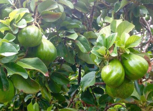 avocats