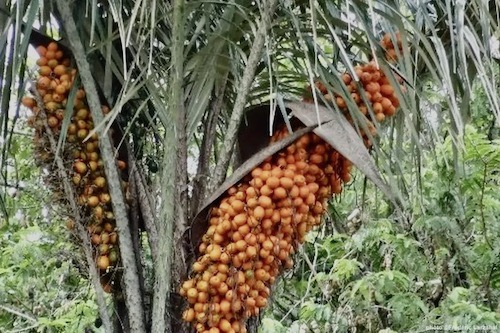 awara sur l'arbre