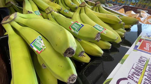 bananes des Antilles portant l'étiquette bio