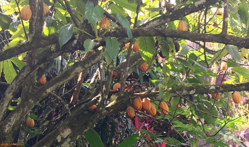 cacaoyer avec cabosses