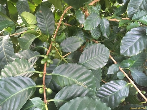 feuilles de caféier et cerises de café encore vertes