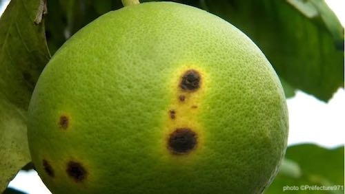 agrume atteint du chancre citrique - photo Préfecture de Martinique
