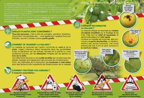feuilles d'agrume atteint du chancre citrique - photo Préfecture de Martinique