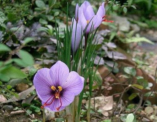 fleur de safran violette et son pistil rouge orangé