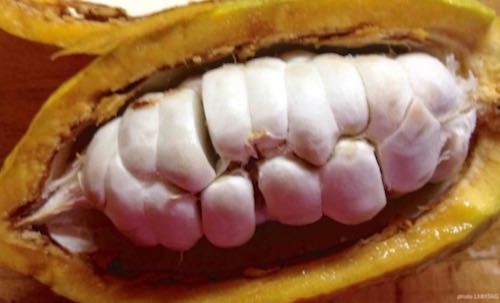 fèves de cacao dans sa cabosse