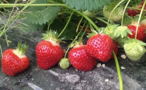 fraisier