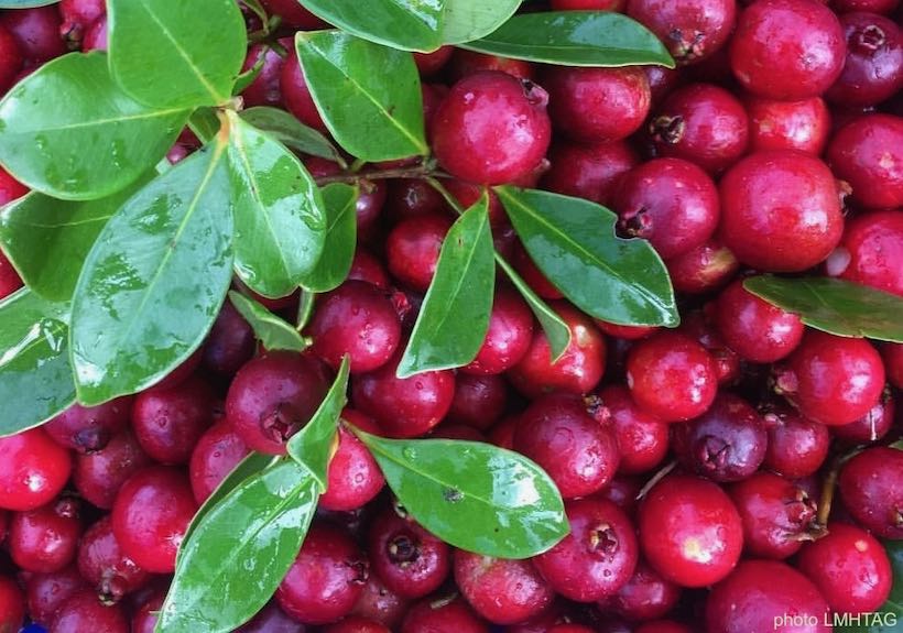 fruits rouges de goyaviers