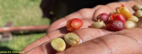 cerises de café