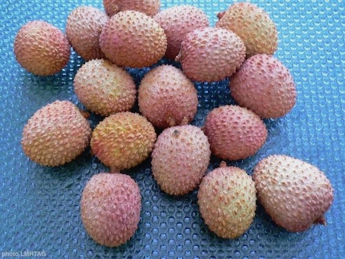 litchis