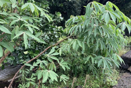 manioc