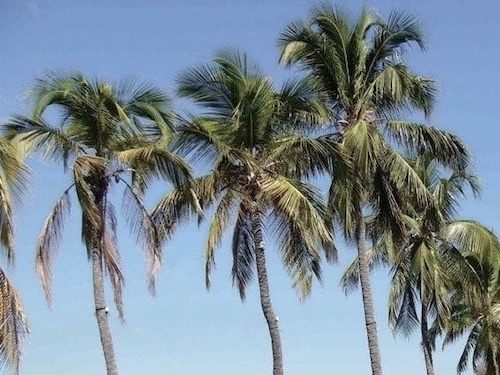 cocotiers sur fond de ciel bleu
