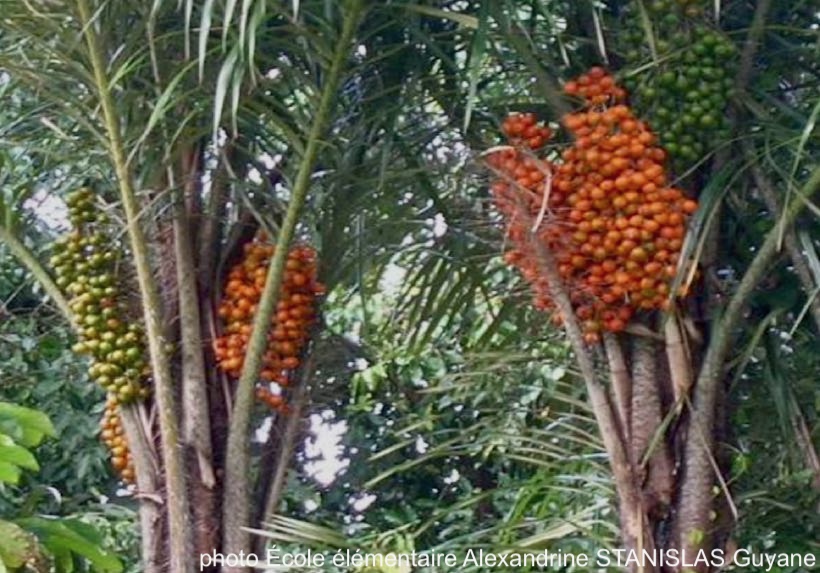 palmier awara avec ses fruits