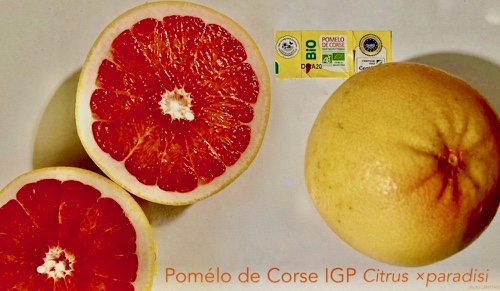 photo de pomelo