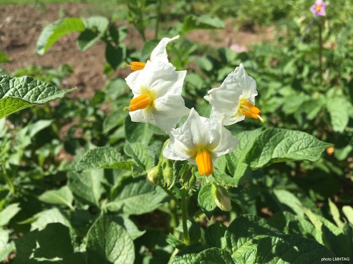 pomme de terre en fleurs