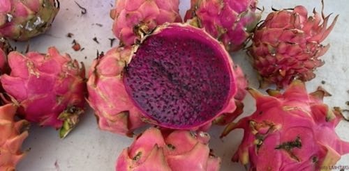 pitaya rouge