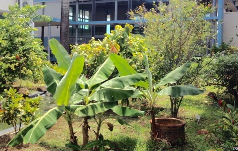 caramboler, bananiers, grenadier