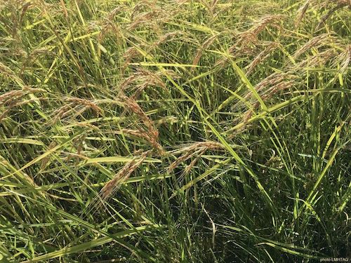 riz de boue des mangroves