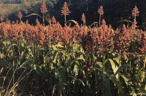 champ de sorgho