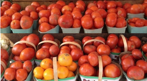barquettes de tomates
