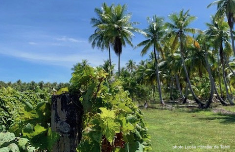 cocotiers à Tahiti