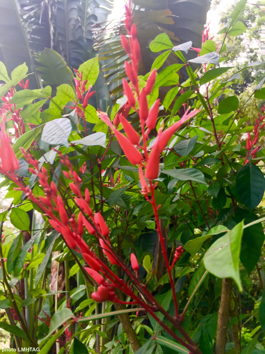 Quinquina de Cayenne | Jardin des Saveurs