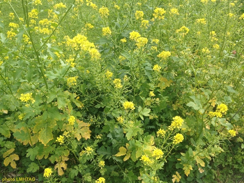 Photos Moutarde Jardin Des Saveurs