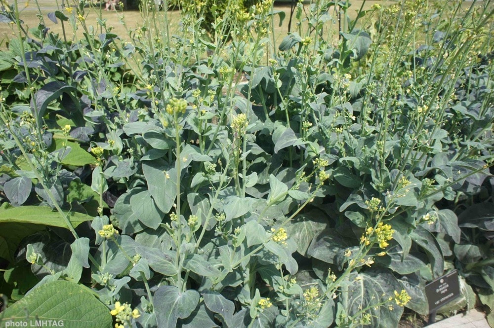Photos Moutarde Jardin Des Saveurs Photos Moutarde Jardin Des Saveurs