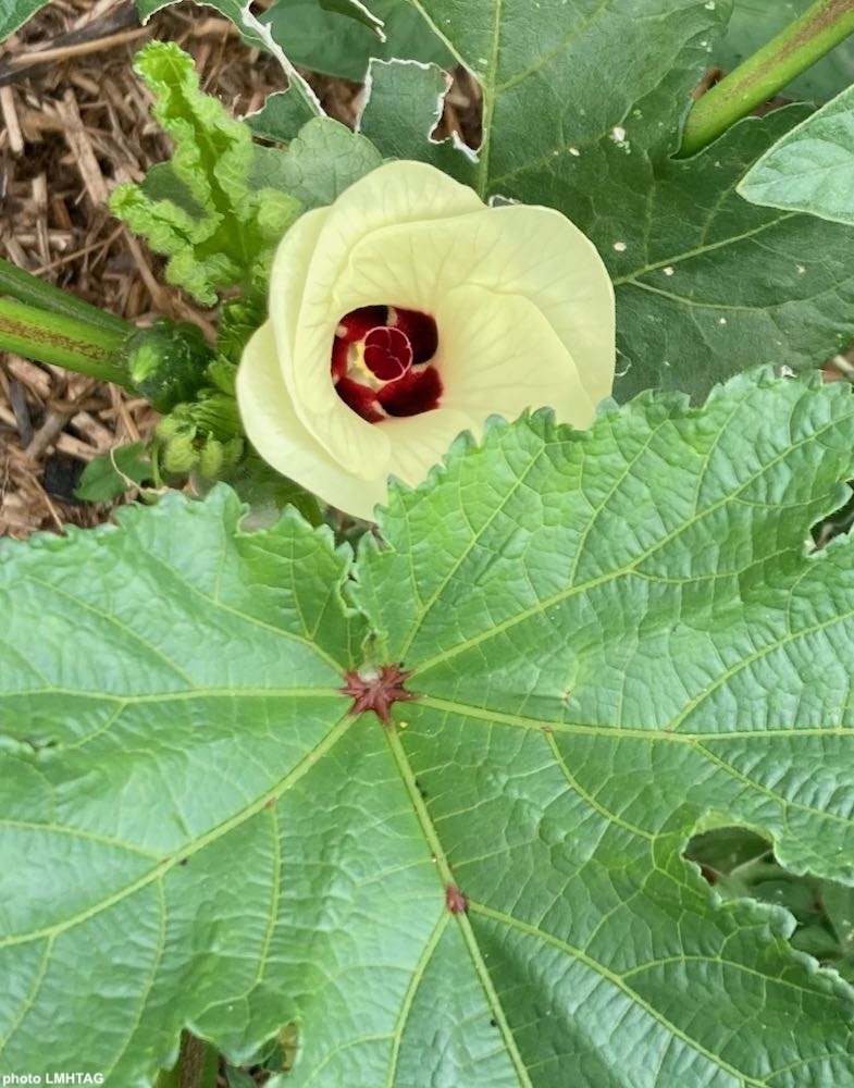 Gombo | Jardin des Saveurs