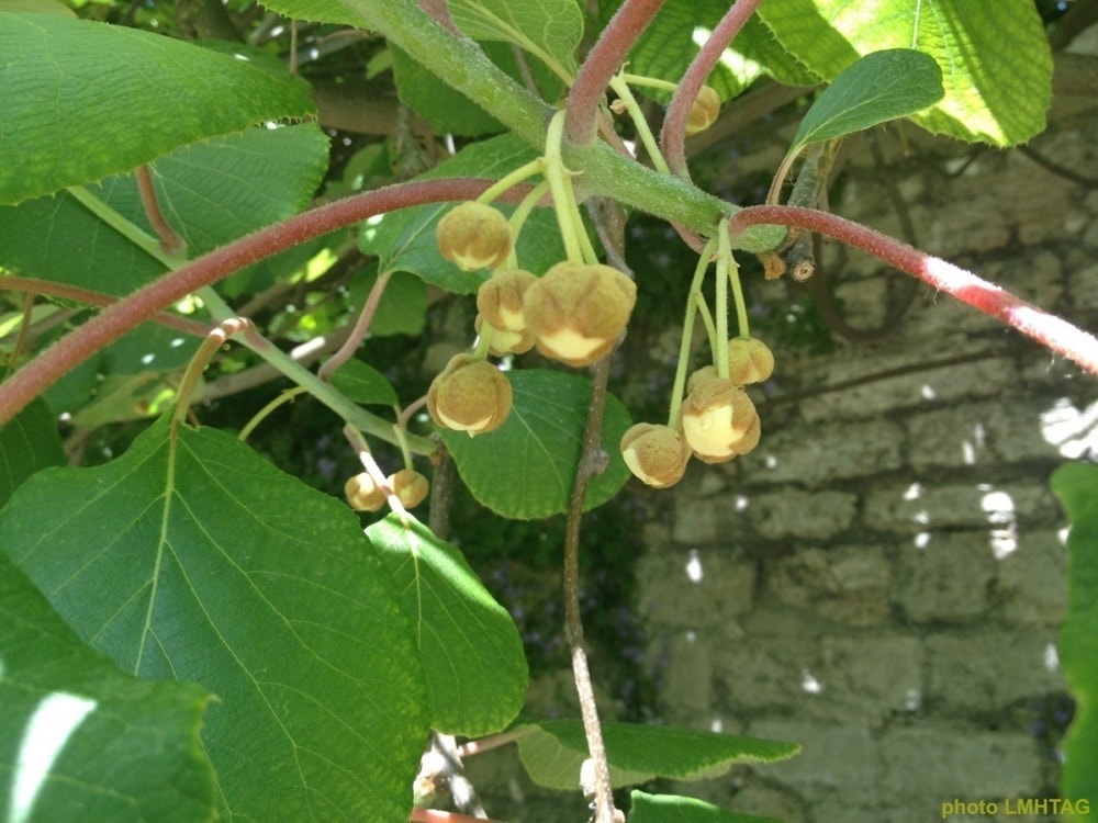 Fleurs De Kiwi à La Ferme A Quand Les Fruits Nanoule