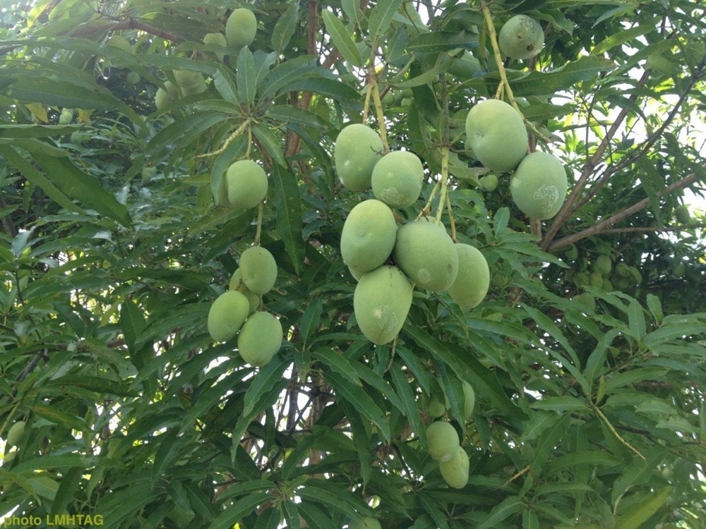 Le manguier et sa mangue : Fruits et chlorophylle vertueux – La Nouvelle  Tribune