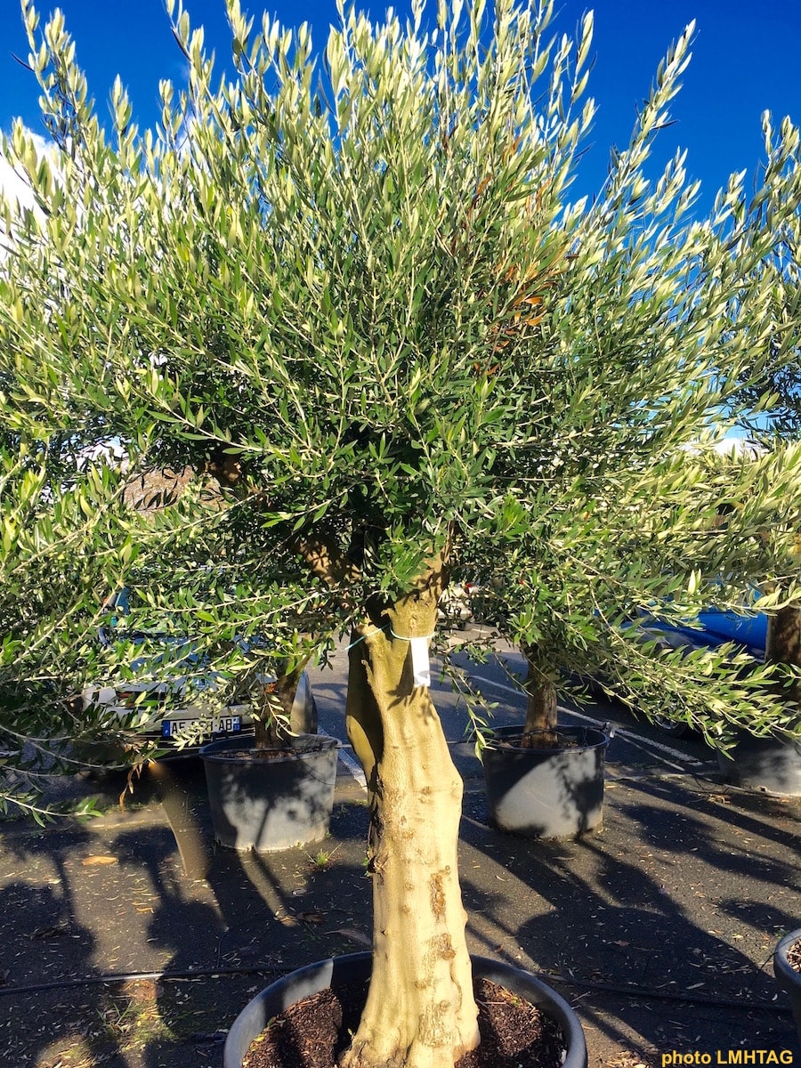 photos olivier jardin des saveurs