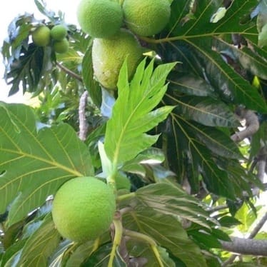 photo de Arbre à pain