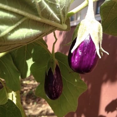 photo de Aubergine / bélangère