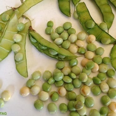 photo de Pois d'angole / pois de bois