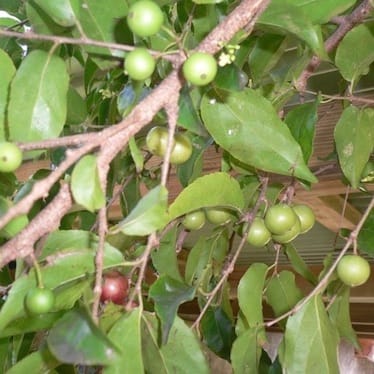 photo de Prune café