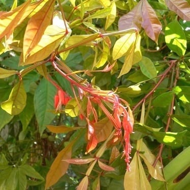 photo de Quinquina de Cayenne