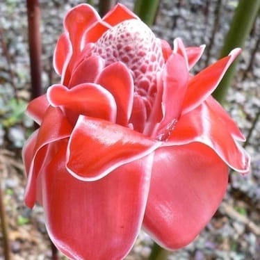 photo de Rose de porcelaine