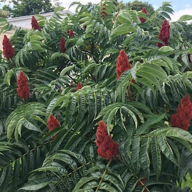 photo de Sumac