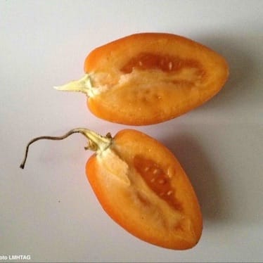 photo de Tamarillo / tomate en arbre